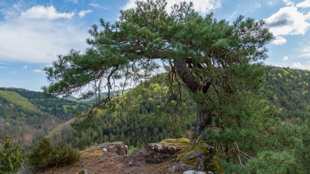Kultur und Natur Baum und Blick
