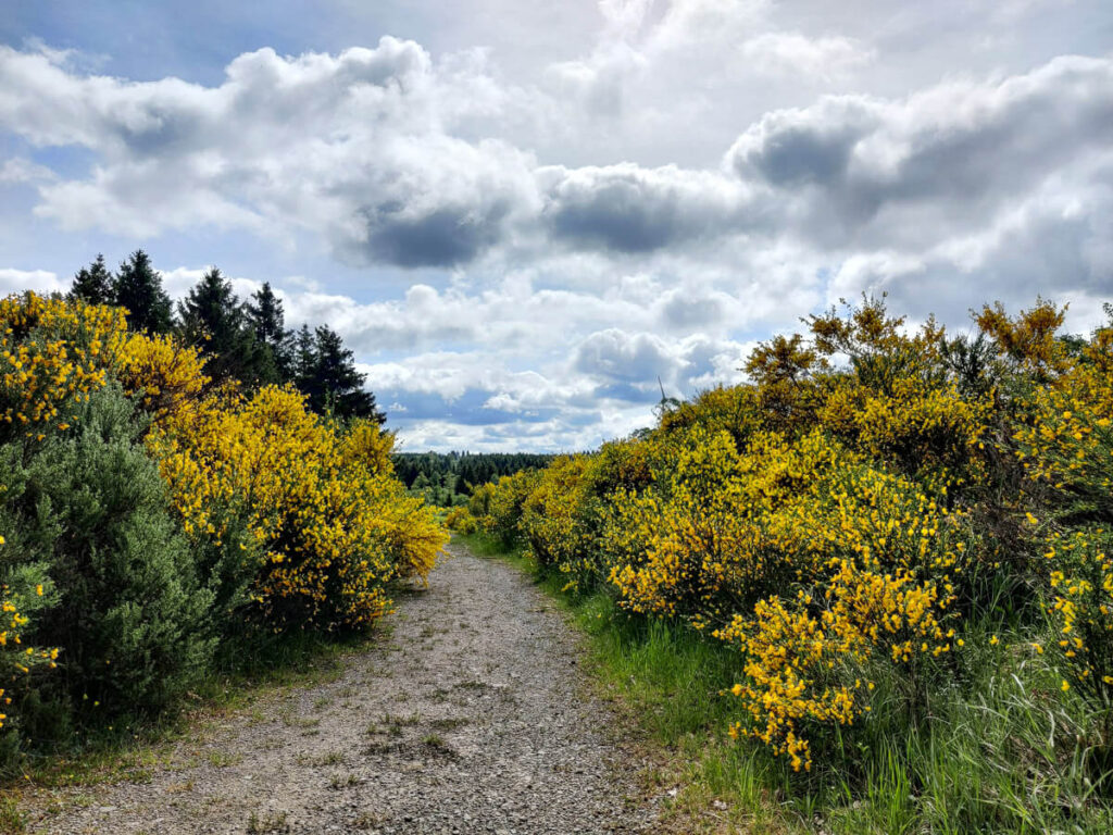 Weg durch das Eifelgold