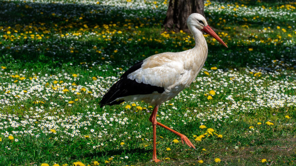 Frankreich Erlebnis mit dem Storch
