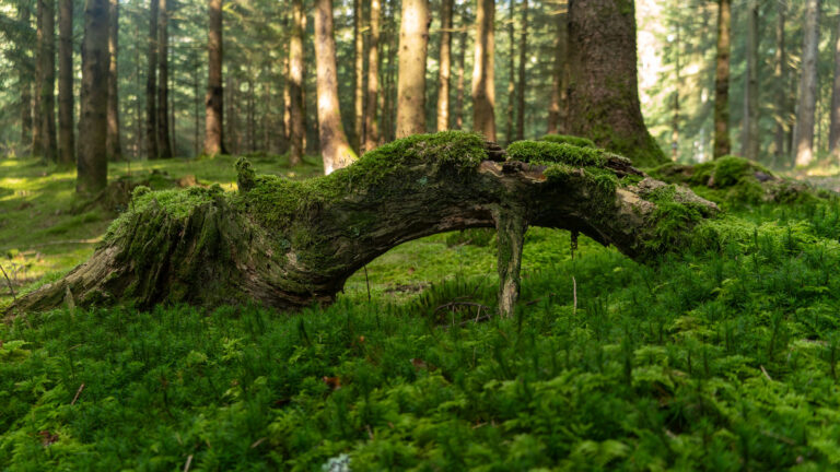 Frankenalb Wurzel im Wald