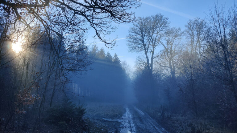 Nebelwald