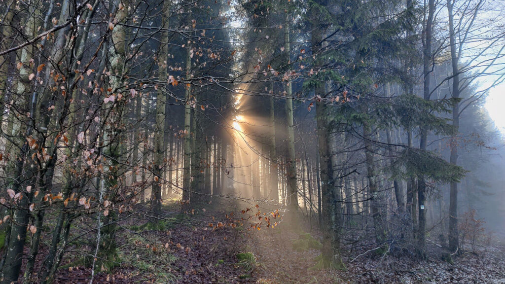 Wandern in der Eifel Wald sonnendurchflutet