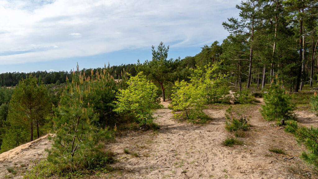 Nürnberger Land Dünenlandschaft