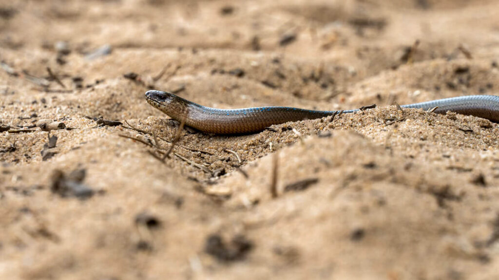 Nürnberger Land Blindschleiche im Sand