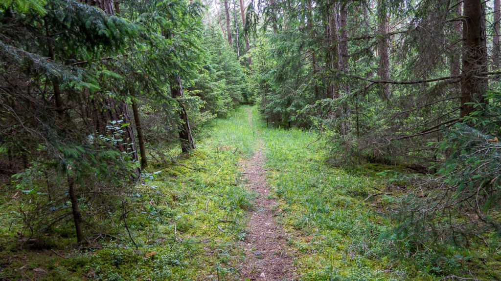 Waldpfad Hirschwald
