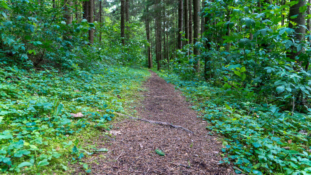 Weg durch den Hirschwald