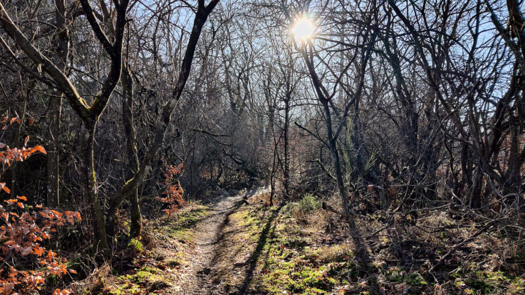 Wandern in der Eifel auf schmalem Pfad