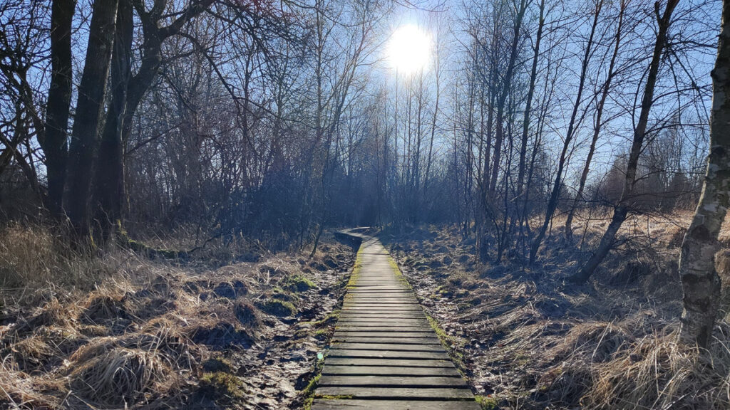 Wandern in der Eifel auf Bohlenwegen