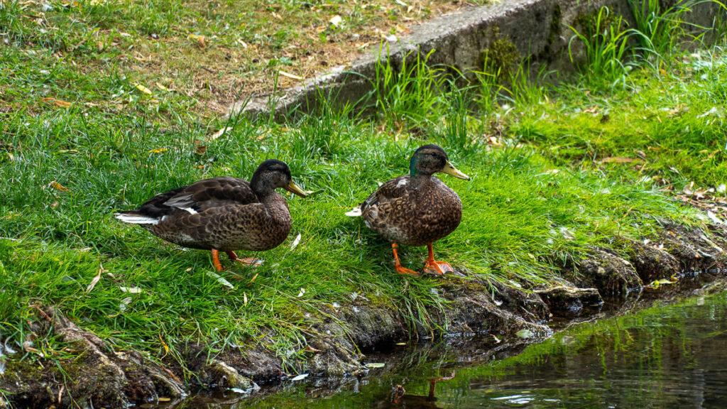 Tiere am Frankenalb Panoramaweg