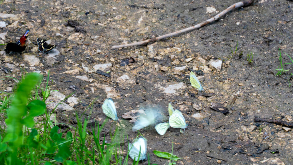 Schmetterlinge auf dem Weg