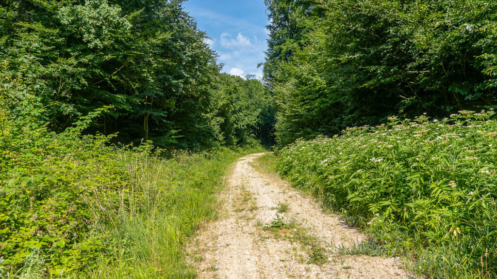 Waldweg