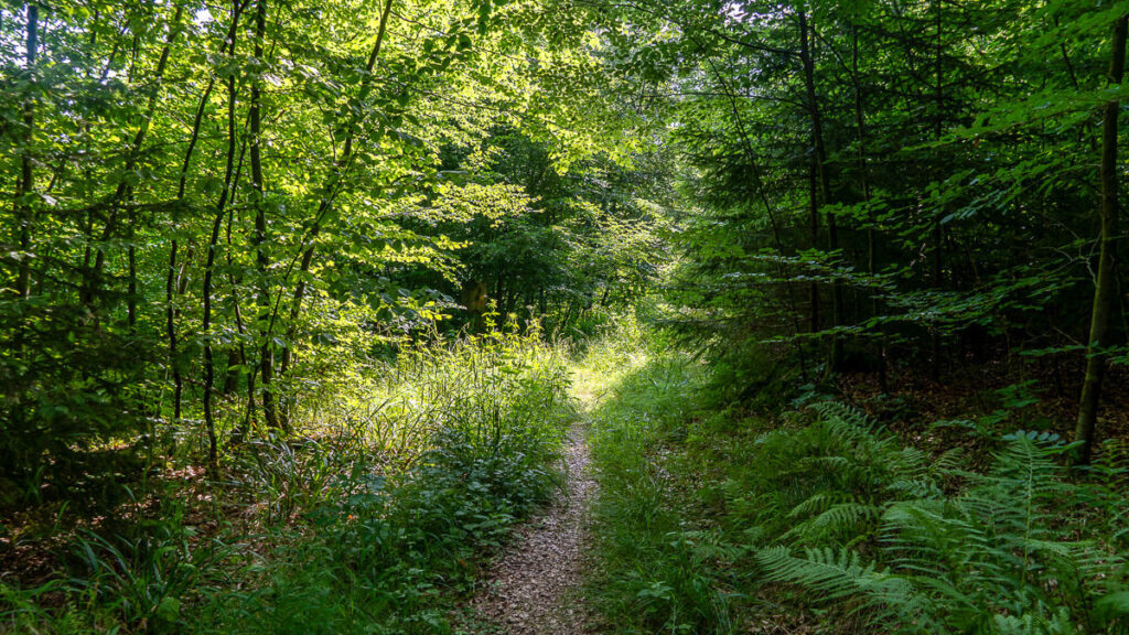 Pfade am Frankenalb Panoramaweg