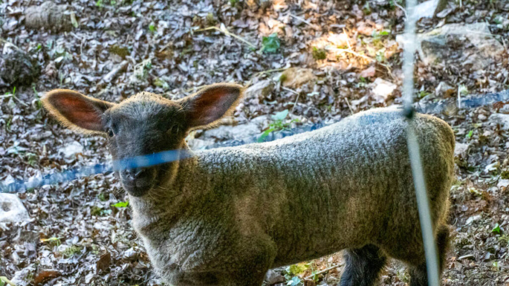 Begegnungen am Frankenalb Panoramaweg