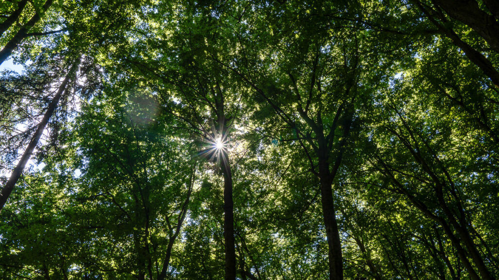 Frankenalb Panoramaweg im Wald