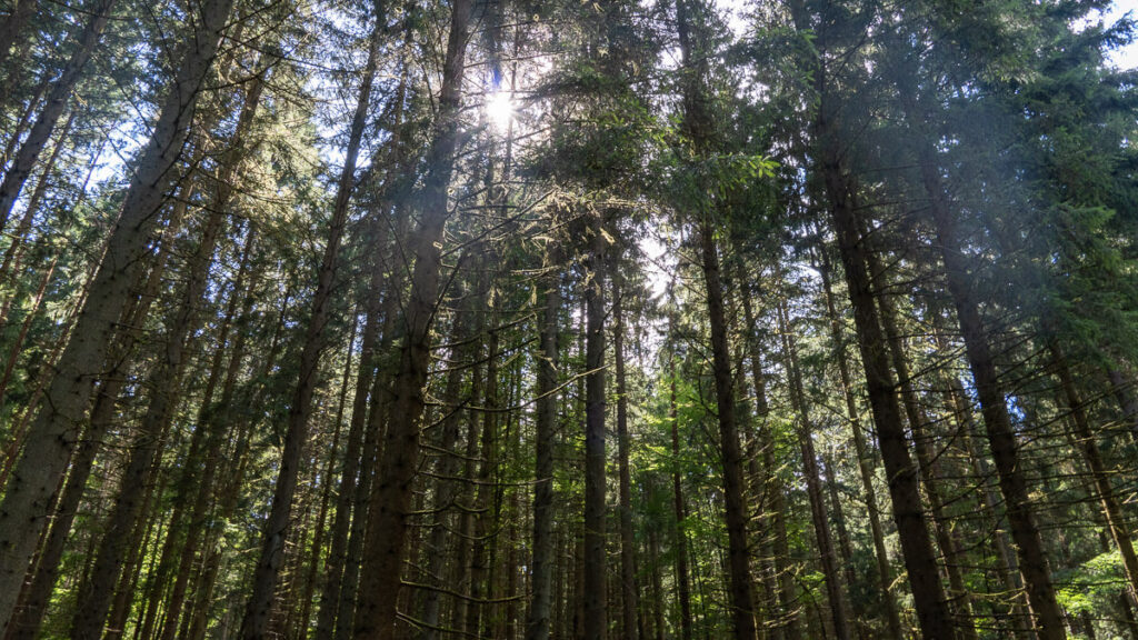 Naturpark Hirschwald Sonne und Wald