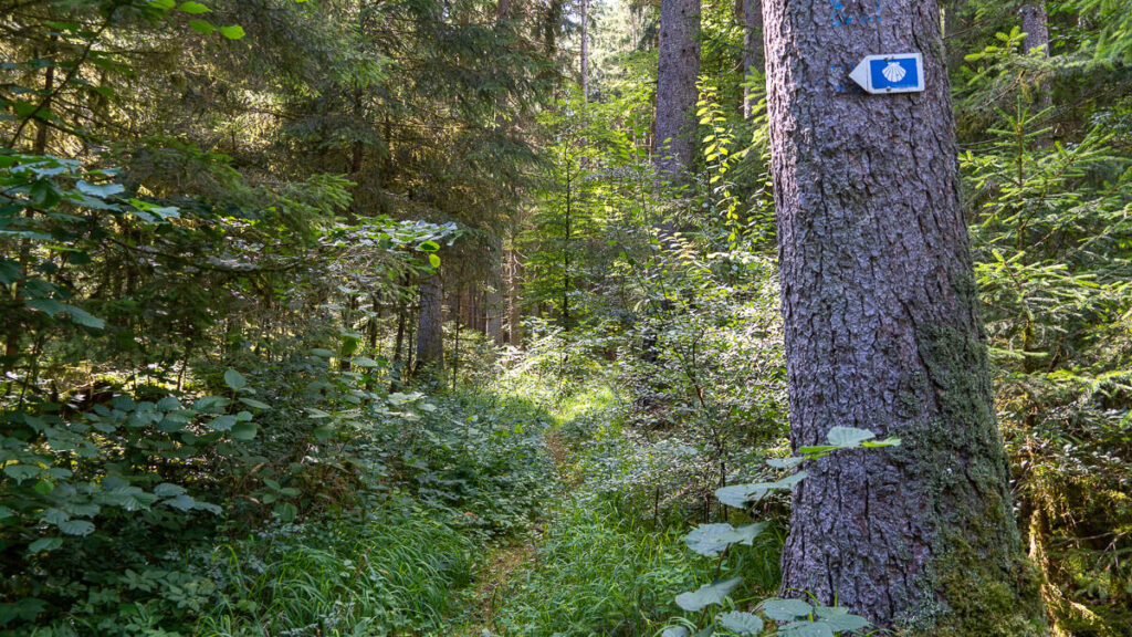 Waldpfad