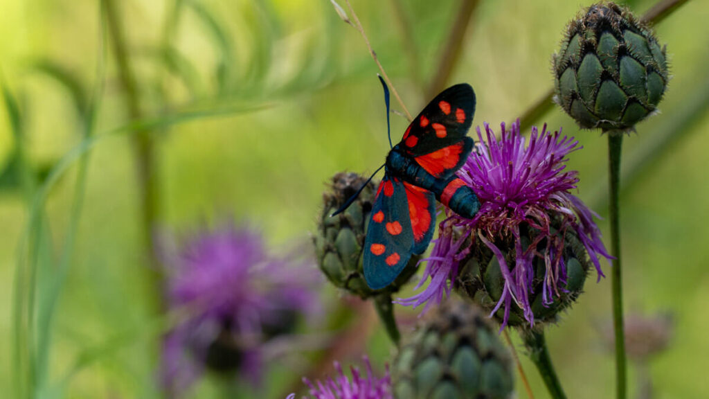 Schmetterling im Naturpark Hirschwald