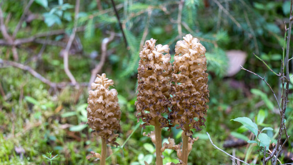 Flora im Naturpark Hirschwald