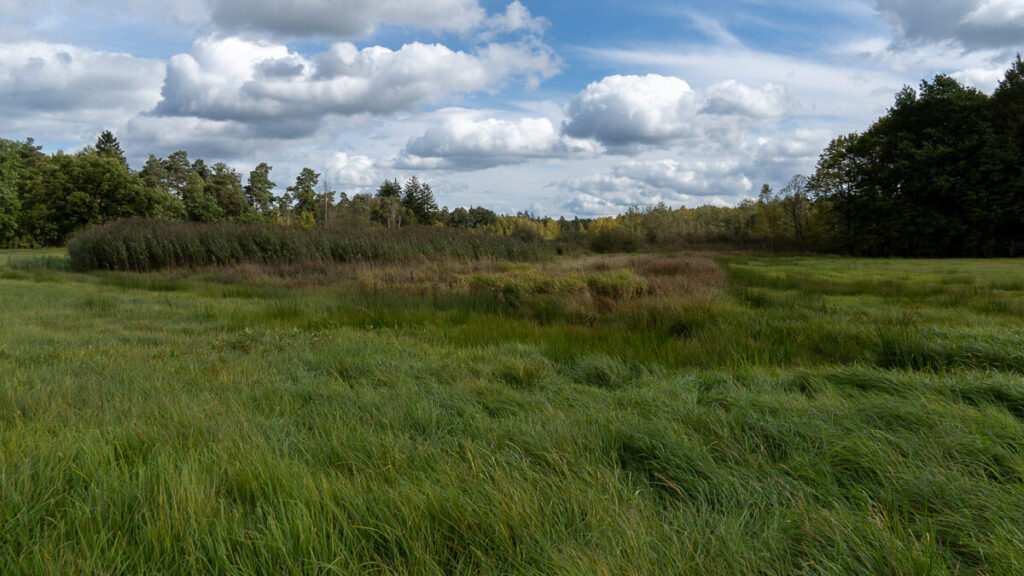 Blick über die sumpfigen Wiesen des Leinschlag