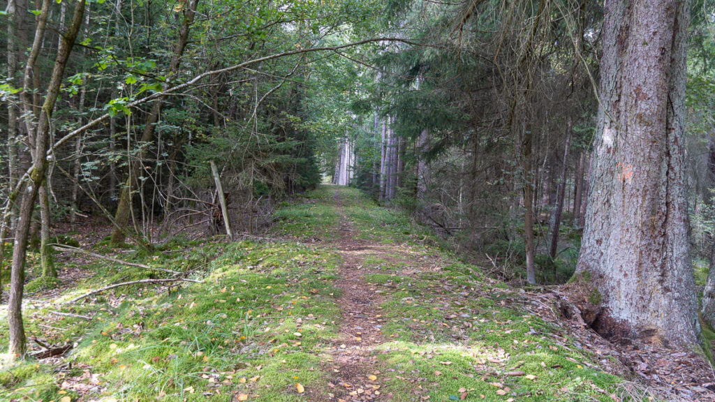 Schmale Waldpfade am Vilstalwanderweg