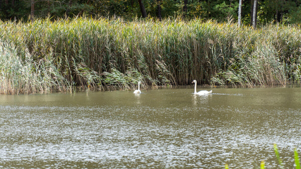 Weiher und Schwäne