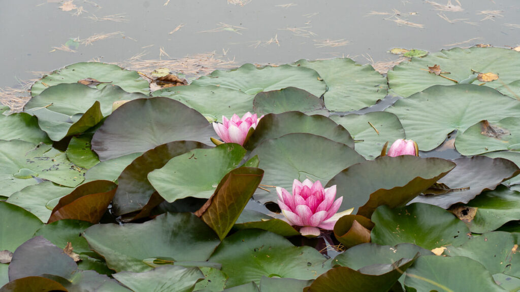 Rosenblühten und -blätter einer Teichrose