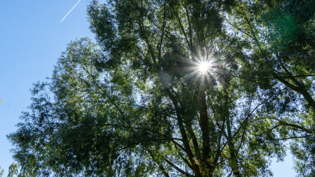 Sonnenstrahlen durch Blätterdach
