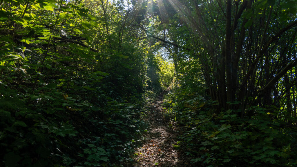 Singletrail mit Sonnenstrahlen im Wald