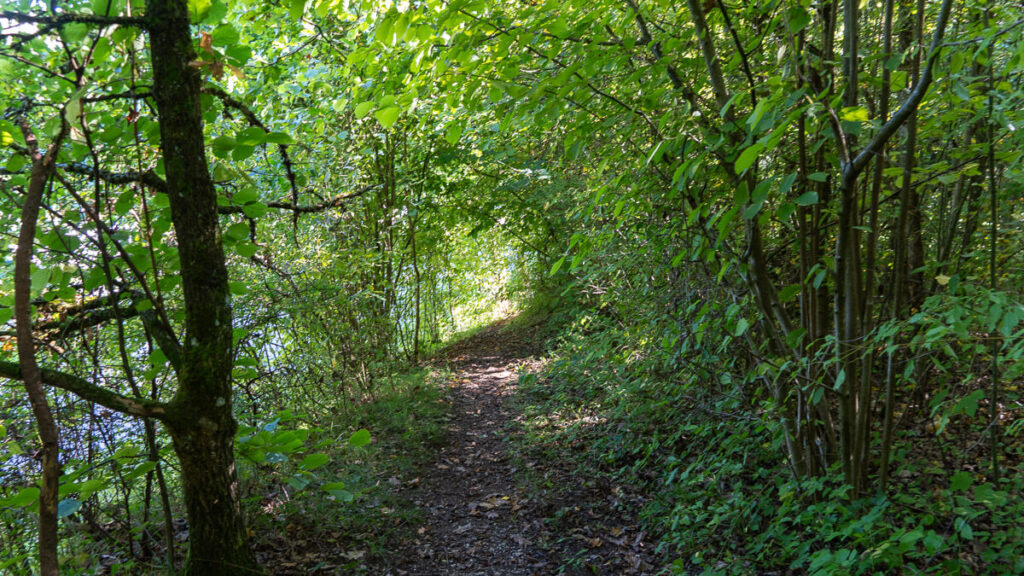 Pfade durch den Wald am Vilstalwanderweg