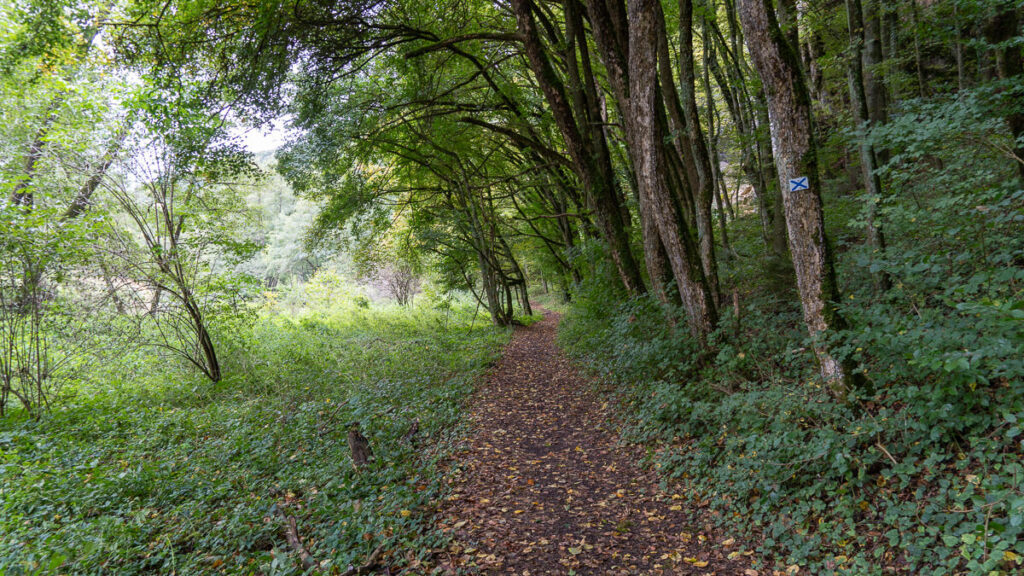 Pfade und Bäume am Vilsufer