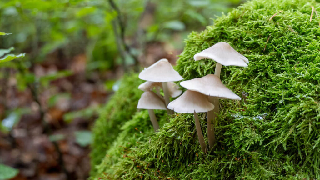 Pilze und Moos