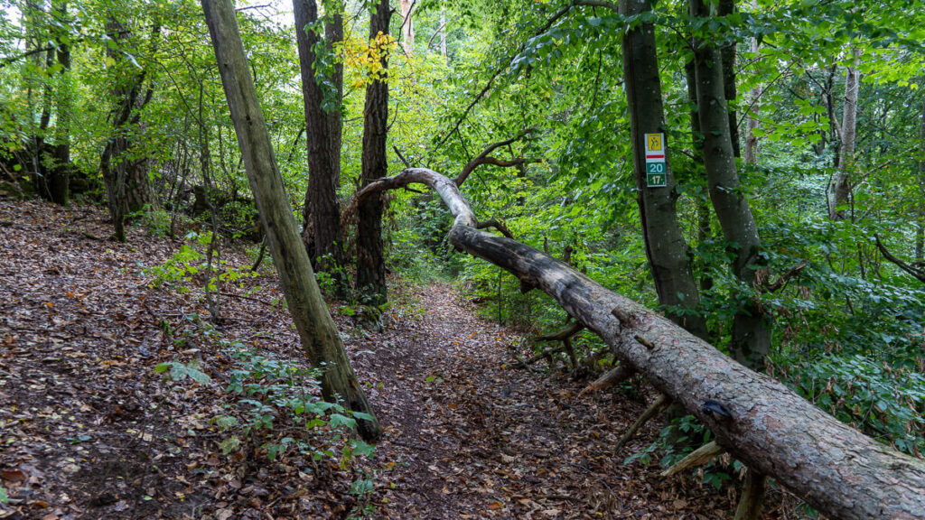 Waldpfad, querhängender Baum und Wegezeichen