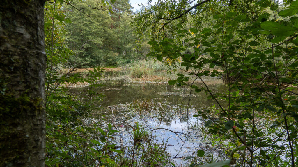 Ein versteckter Weiher im Wald