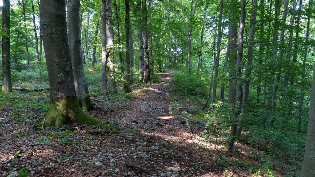Über den Ringwall am Buchberg auf der Zeugenbergrunde