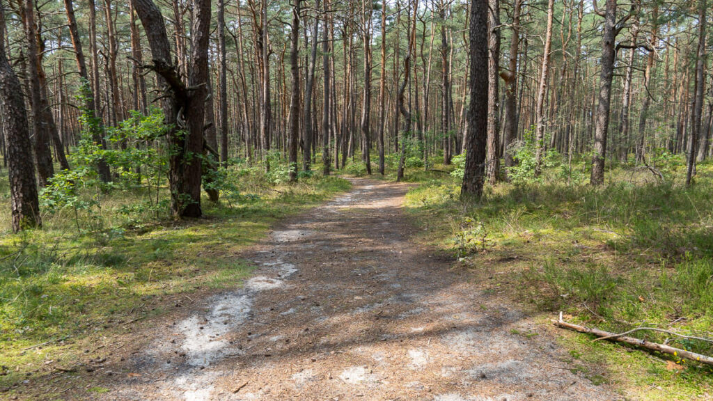 Sandige Wege durch die Dünenlandschaft bei Neumarkt