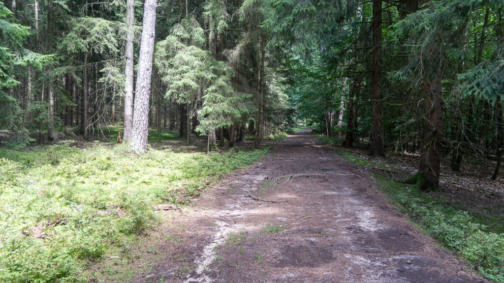 Waldpfad am Tyrolsberg auf der Zeugenbergrunde Neumarkt