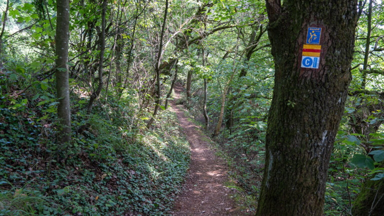 Waldpfad und Wegemarkierung der Zeugenbergrunde Neumarkt