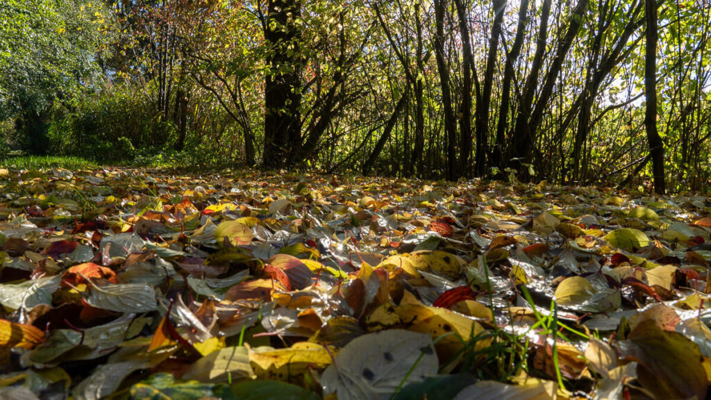 Nasse Blätter am Weg, Sonne von der Seite
