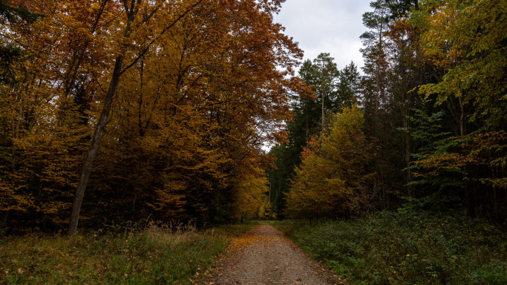 Weg durch den herbstlichen Hirschwald