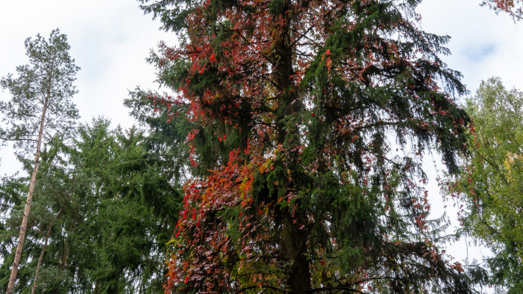 Feuriges rot im dunklen Nadelbaum - Herbst im Amberg-Sulzbacher Land