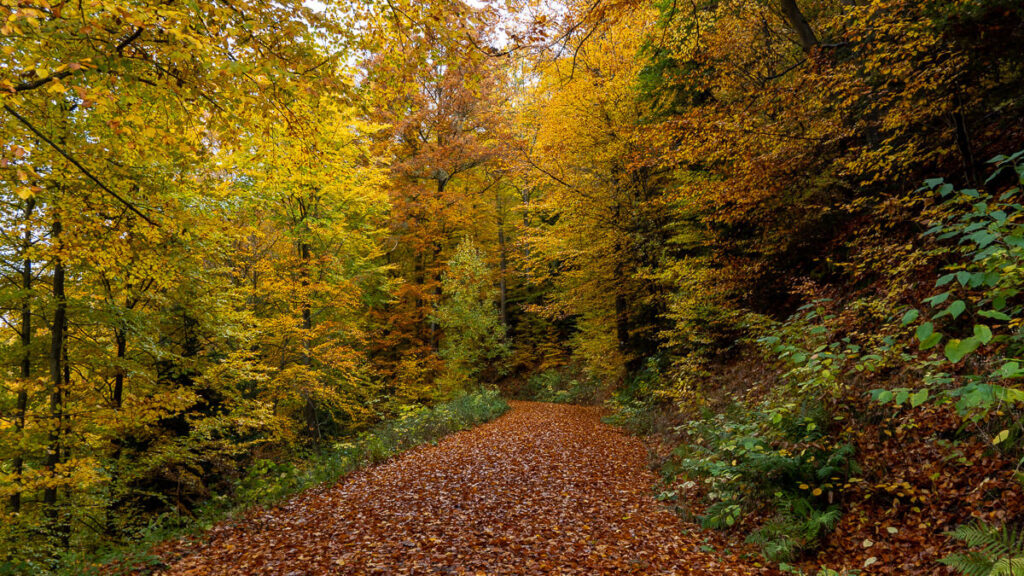 Herbstweg am Johannisberg im Amberg-Sulzbacherland