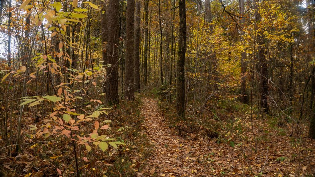 Einsamer Waldpfad im Amberg-Sulzbacher Land