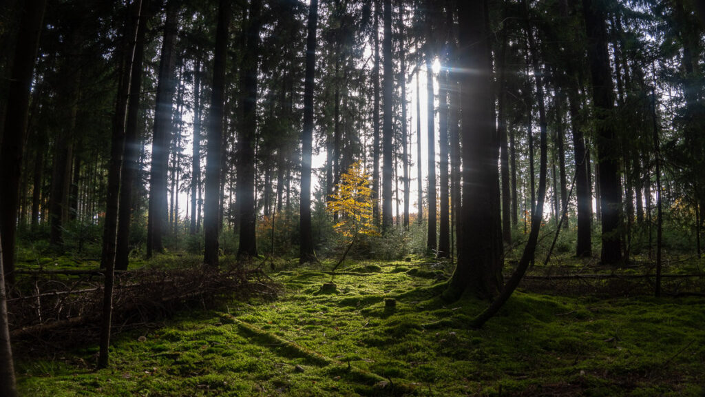 Licht im Wald auf dem Bernsteinweg