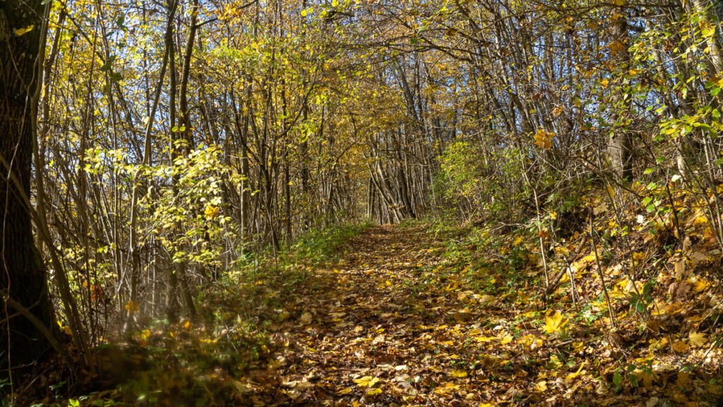 Herbstweg auf dem Paul-Pfinzing-Weg