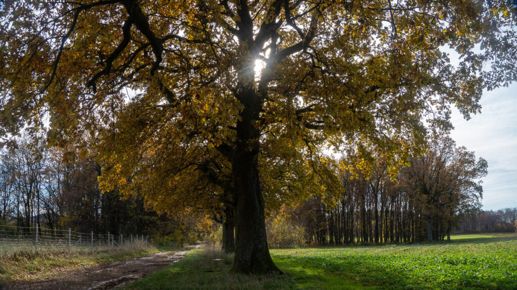 Sonnenlicht durch Eiche