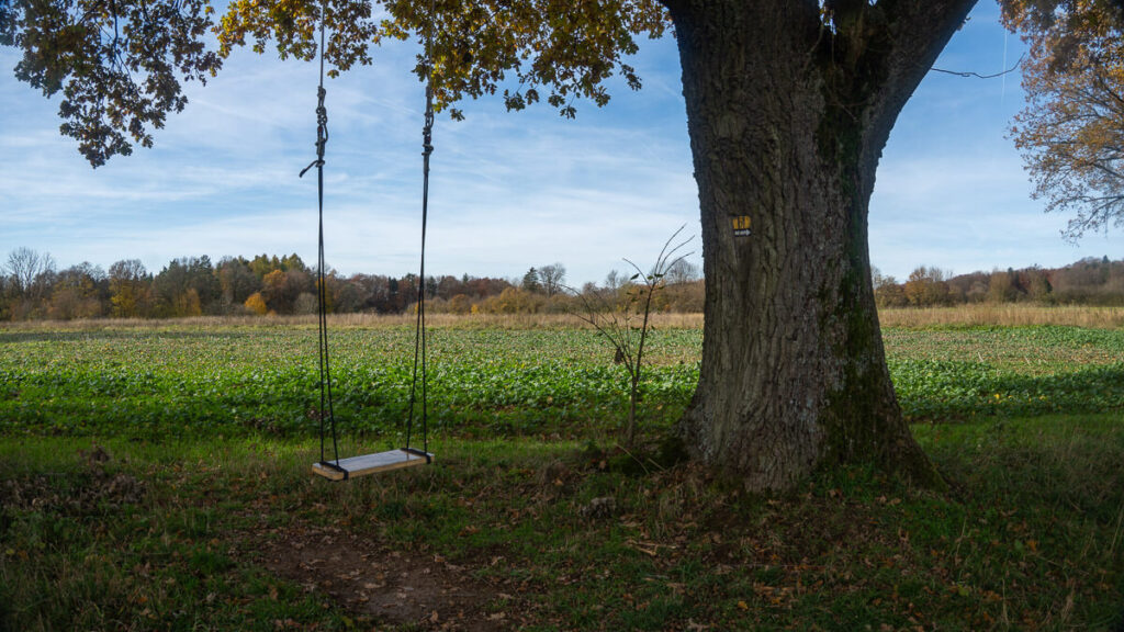 Schaukel an einer alten Eiche am Paul-Pfinzing-Weg