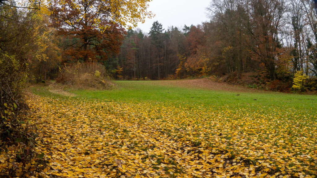 Gelbes Herbstlaub grüne Wiesen