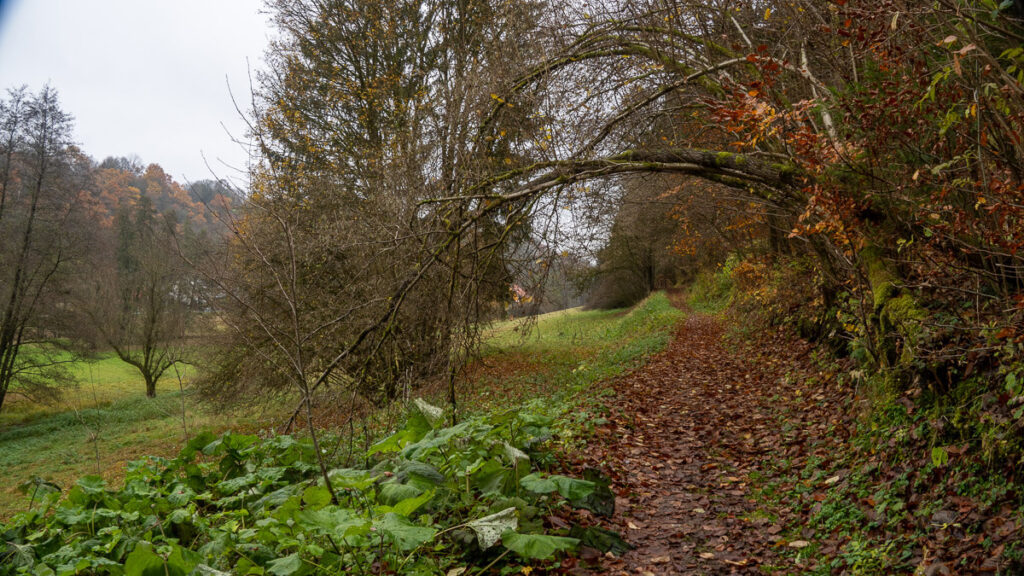 Pfad von Bäumen gesäumt
