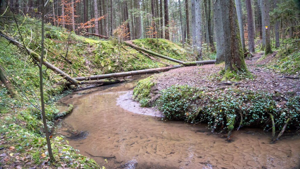 Der Nessenbach im sandigen Bett
