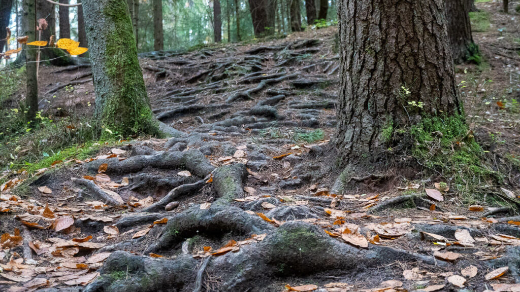 Wurzeliger, steiler Pfad am Paul-Pfinzing-Weg